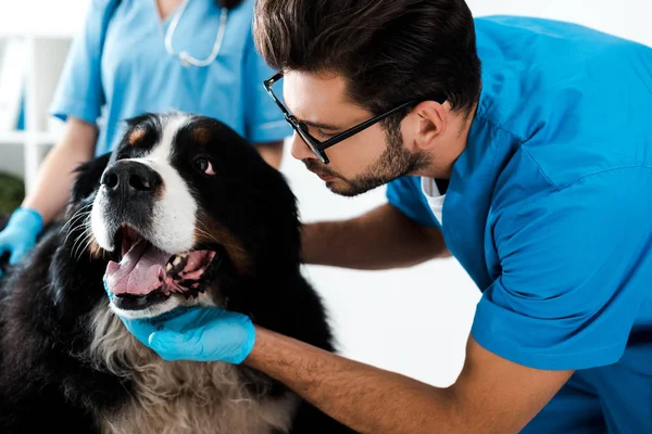 Vista ritagliata del veterinario in piedi vicino collega toccare la testa del cane di montagna bernese — Foto stock