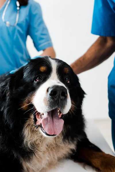 Close up view of bernese mountain dog muzzle lying on table near veterinarians — Stock Photo