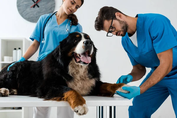 Улыбающийся ветеринар смотрит на коллегу, осматривающую лапу горной собаки Бернеса, лежащей на столе — стоковое фото