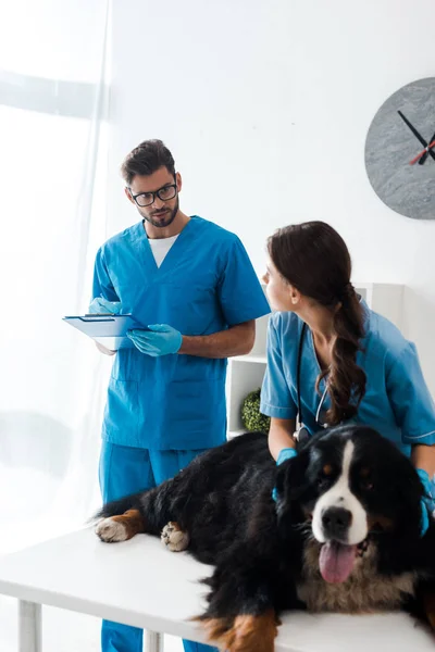Внимательный ветеринар, пишущий на планшете, пока коллега осматривает горного пса Бернеса, лежащего на столе — стоковое фото