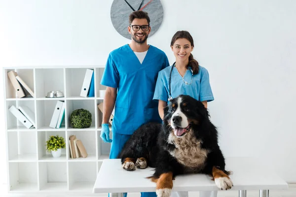 Two smiling veterinarians looking at camera while standing near bernese mountain dog lying on table — Stock Photo