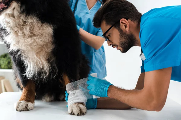 Attentive veterinarian bandaging paw of bernese mountain dog sitting on table — Stock Photo