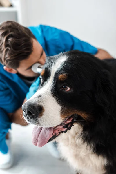 Selective focus of veterinarian examining ear of bernese mointain dog with otoscope — Stock Photo