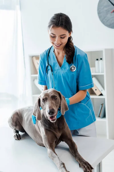 Hübscher, lächelnder Tierarzt untersucht auf dem Tisch liegenden Weimaraner-Hund — Stockfoto