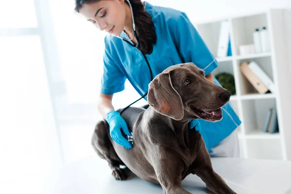 Молодой, внимательный ветеринар осматривает Веймаранерскую собаку стетоскопом — стоковое фото