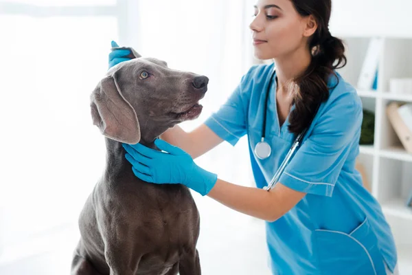 Красивый, внимательный ветеринар, осматривающий ухо веймаранерской собаки — стоковое фото