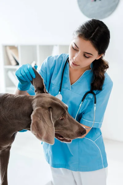 Pretty, attentive veterinarian examining ear of weimaraner dog — Stock Photo