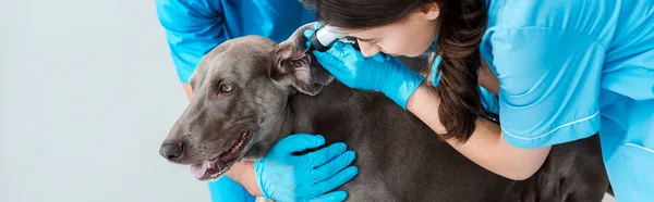 Vista recortada de veterinario colega asistente examinar la oreja de perro weimaraner con estetoscopio, tiro panorámico - foto de stock