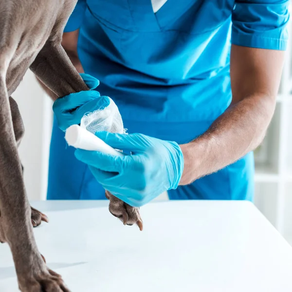 Частичный вид ветеринарной перевязки лапы серой собаки — стоковое фото