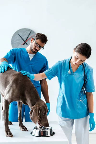 Zwei junge Tierärzte berühren niedlichen Weimaraner-Hund, der auf Tisch steht und Wasser aus Schüssel trinkt — Stockfoto