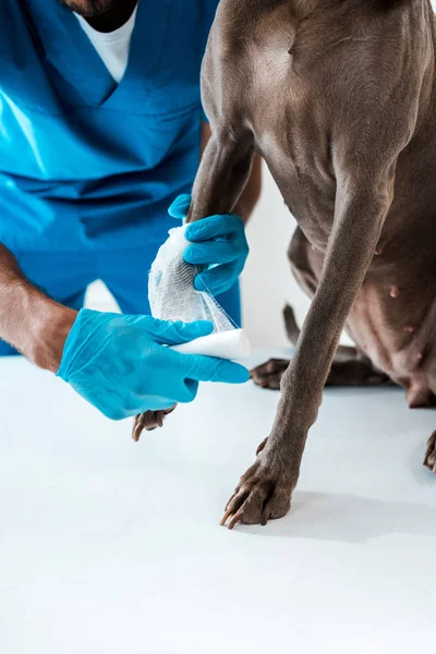 Partial view of veterinarian bandaging paw of grey dog sitting on table — Stock Photo