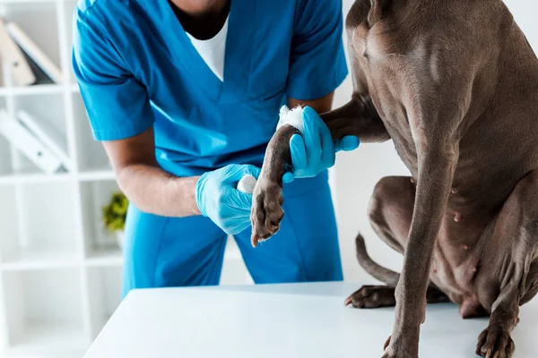 Ausgeschnittene Ansicht des Tierarztes, der Pfote eines grauen Hundes, der auf dem Tisch sitzt, verbindet — Stockfoto