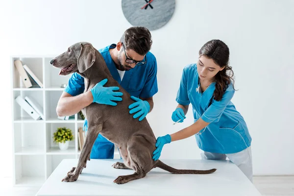 Концентрированный ветеринар держит серую собаку, пока коллега делает вакцинацию — стоковое фото