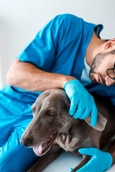 Обрезанный взгляд молодого ветеринара, осматривающего ухо веймаранерской собаки — стоковое фото