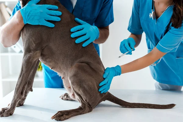 Обрезанный вид ветеринара, держащего серого пса, пока коллега делает прививку — стоковое фото