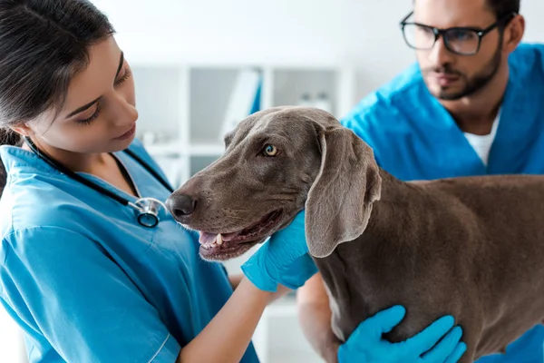 Foco seletivo do veterinário assistente colega enquanto examina cão weimaraner — Fotografia de Stock