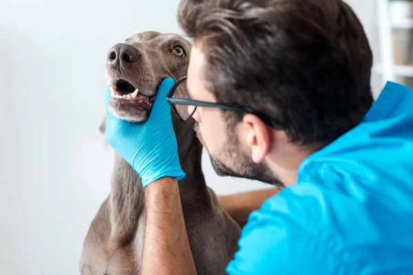 Selektiver Fokus des jungen Tierarztes bei der Untersuchung der Zähne von Weimaranern — Stockfoto