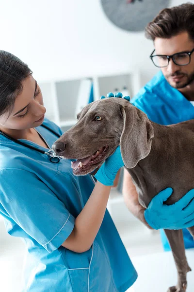Foco seletivo do veterinário assistente colega enquanto examina cão weimaraner — Fotografia de Stock