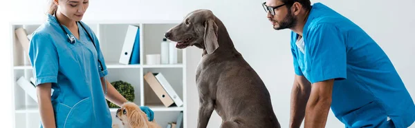 Panoramic shot of two young veterinarians standing near weimaraner and pekinese dogs sitting on table — Stock Photo