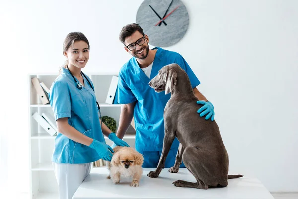 Dos jóvenes y alegres veterinarios sonriendo a la cámara mientras están de pie cerca de la mesa con perros pekineses y weimaraner - foto de stock