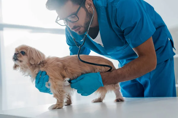 Veterinário atencioso examinando cão pekinese com estetoscópio — Fotografia de Stock