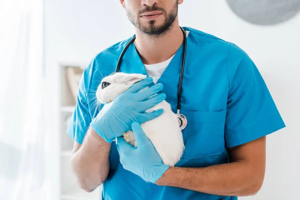 Recortado vista de joven veterinario sosteniendo lindo conejo blanco en las manos - foto de stock