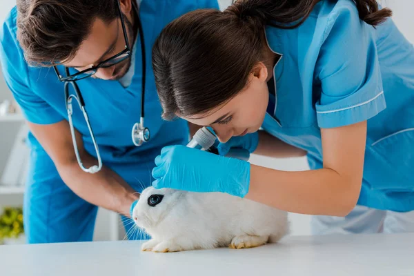 Joven veterinario colega asistente examinando conejo con otoscopio - foto de stock