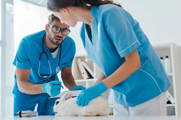 Atento veterinario sujetando portapapeles mientras colega examinar lindo conejo - foto de stock