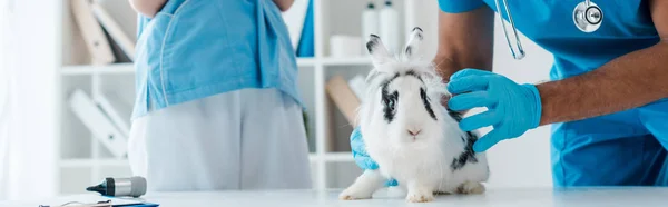 Vista ritagliata del veterinario esaminando carino macchiato coniglio vicino collega — Foto stock