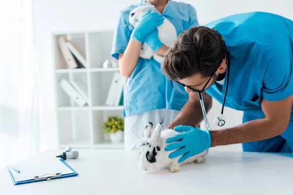 Jeunes vétérinaires examinant deux lapins adorables en clinique — Photo de stock