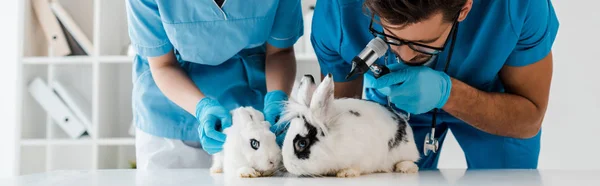 Plano panorámico de jóvenes veterinarios examinando dos conejos lindos con otoscopio - foto de stock