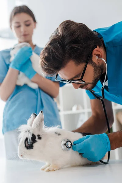 Vétérinaire attentif examinant lapin tacheté mignon avec stéthoscope proche collègue — Photo de stock
