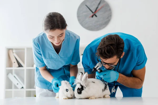 Veterinarios jóvenes y atentos examinando dos conejos lindos con otoscopio - foto de stock