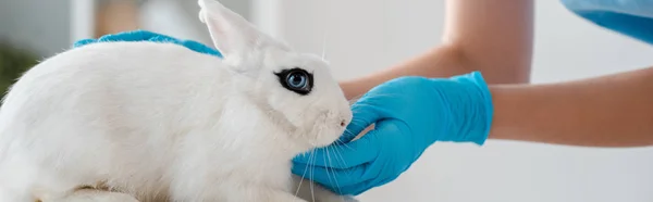 Обрезанный вид ветеринара в латексных перчатках, осматривающий милого белого кролика, панорамный снимок — стоковое фото