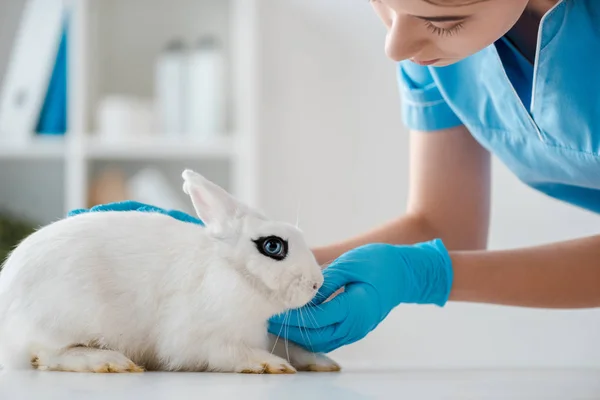 Junger, aufmerksamer Tierarzt untersucht niedliches weißes Kaninchen, das auf dem Tisch sitzt — Stockfoto