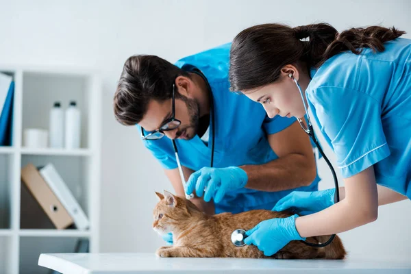 Two young veterinarians examining red cat with stethoscopes — Stock Photo