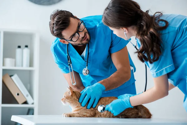 Two young veterinarians talking while examining red cat on table — Stock Photo