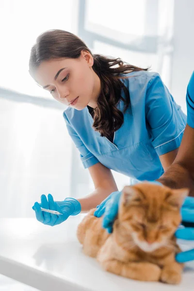 Селективний фокус уважного ветеринара, що робить ін'єкції до червоної кішки — стокове фото