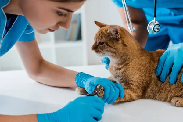 Частичный взгляд ветеринара, держащего красную кошку, пока коллега режет когти — стоковое фото