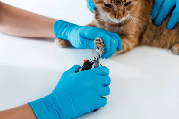 Visão parcial do veterinário segurando gato vermelho enquanto colega cortando garras — Fotografia de Stock