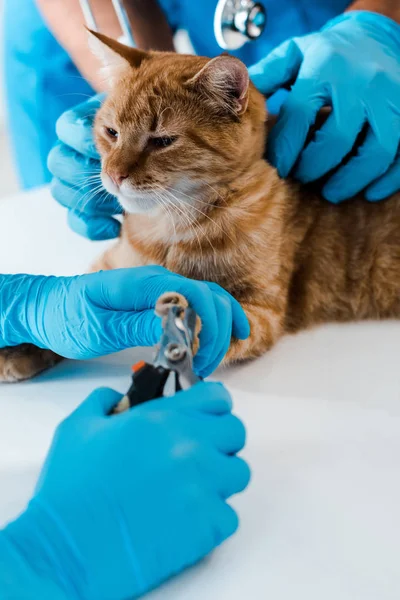 Cropped view of veterinarian holding red cat while colleague cutting claws — Stock Photo