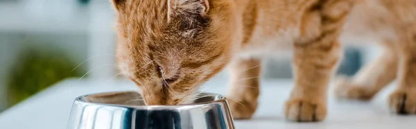 Panoramic shot of cute red tabby cat eating from metal bowl in veterinary clinic — Stock Photo