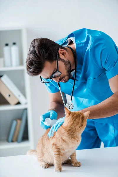 Veterinario atento aplicación de medicamentos en la parte posterior del gato tabby rojo - foto de stock