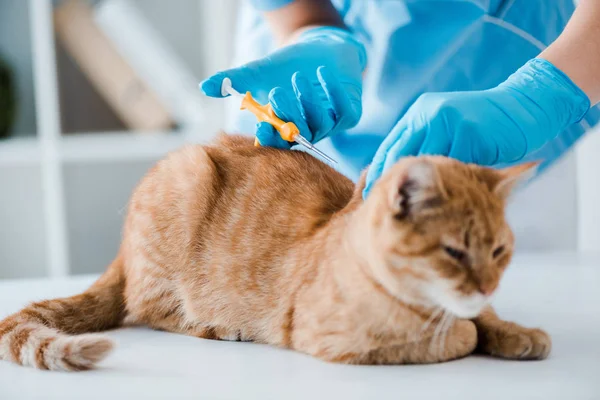 Vista parcial del veterinario haciendo la implantación de microchip de identificación al gato tabby rojo - foto de stock