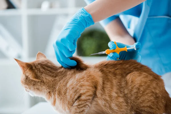 Vista recortada de veterinario haciendo la implantación de microchip de identificación a gato tabby rojo - foto de stock