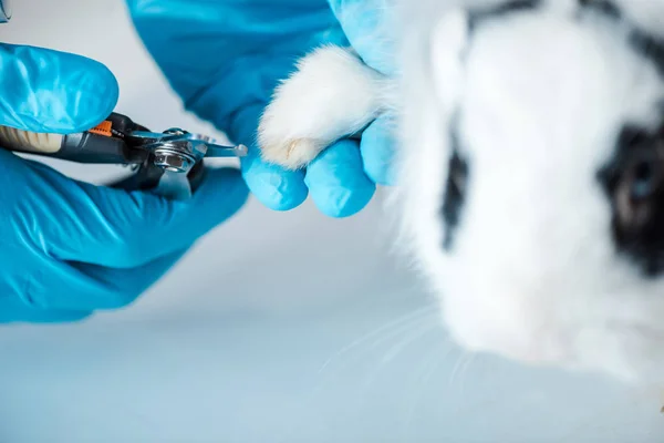 Ausgeschnittene Ansicht des Tierarztes beim Schneiden von Krallen von niedlichen Kaninchen mit Krallenschneider — Stockfoto
