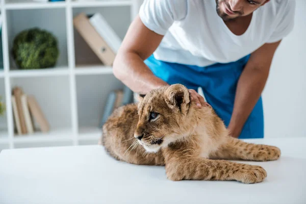 Vista cortada do veterinário tocando filhote de leão adorável deitado na mesa — Fotografia de Stock