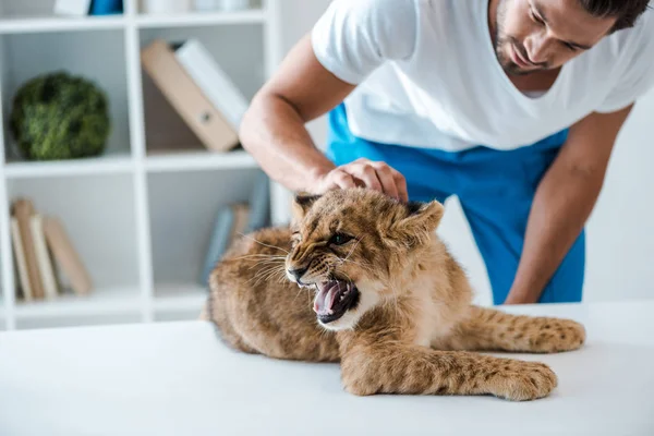Jovem veterinário examinando adorável filhote de leão rosnando na mesa — Fotografia de Stock