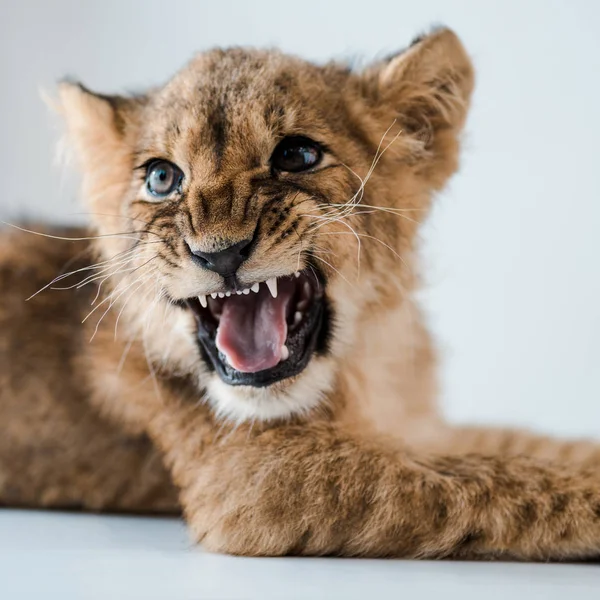 Close up view of lion cub growling while lying on table in veterinary clinic — Stock Photo