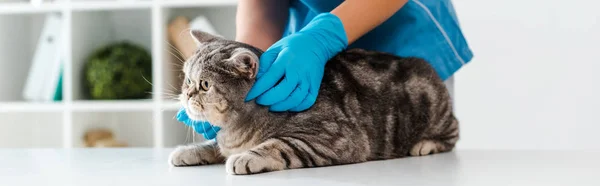 Vista cortada do veterinário examinando gato liso escocês tabby na mesa, tiro panorâmico — Fotografia de Stock